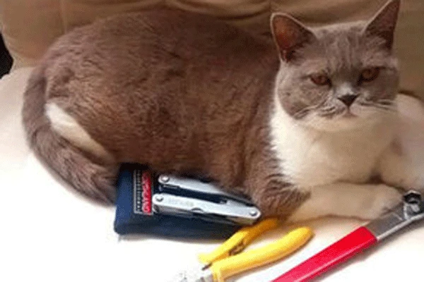 Kedi açıklaması BBC'nin 1 Nisan şaka listesinde