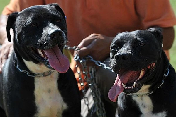 Bu kez pitbull şiddete maruz kaldı