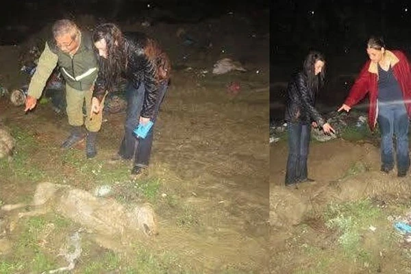Sokak köpeklerini zehirli iğneyle katlettiler