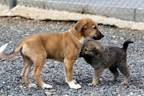 Köpekler duygu yüklü seslere insanlar gibi tepki veriyor