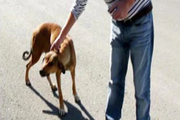 Köpek vahşetine tepkiler büyüyor