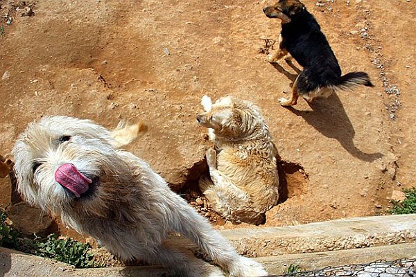 Kuveyt sokak köpeklerini sınır dışı edecek