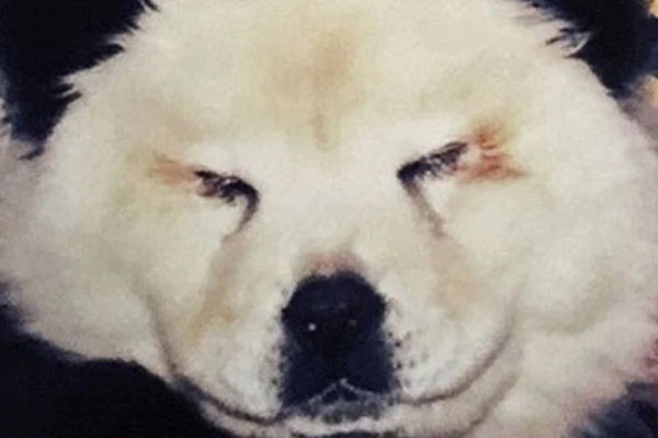Köpekleri boyayıp panda diye yutturdular