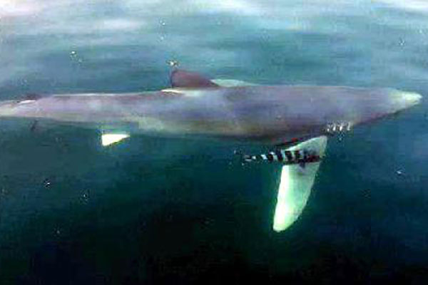 Bodrum&#039;da köpekbalığı paniği