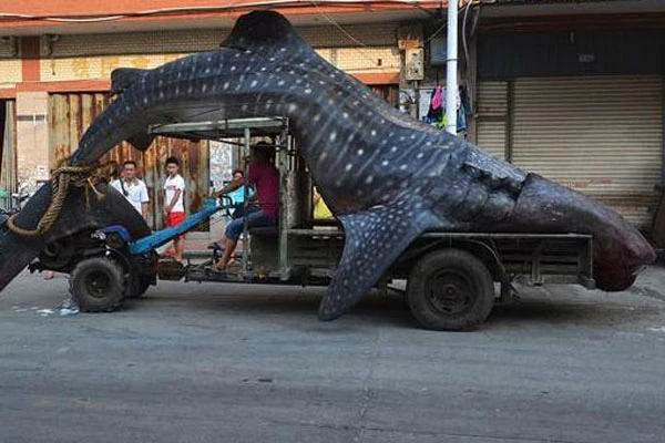 Köpekbalığını traktörle taşıdılar