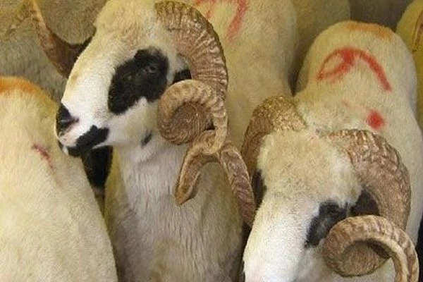 Kurban Bayramı ne zaman başlıyor? Bayram tatili kaç gün?