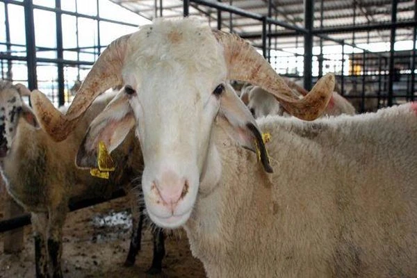 Kurbanlık satışında 'bir alana, bir bedava' devri