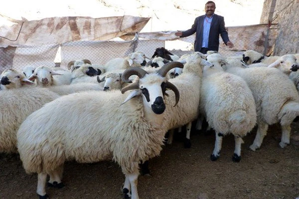 Kurbanlık fiyatları, Kurban Bayramı ne zaman 2014, Kurbanlık fiyatları