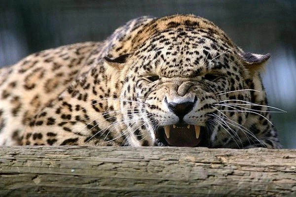 Kadın, kendisine saldıran leoparı bakın neyle öldürdü?
