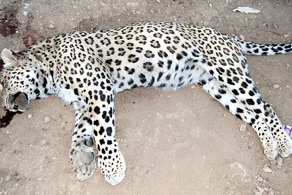 Leopar davasında beraat