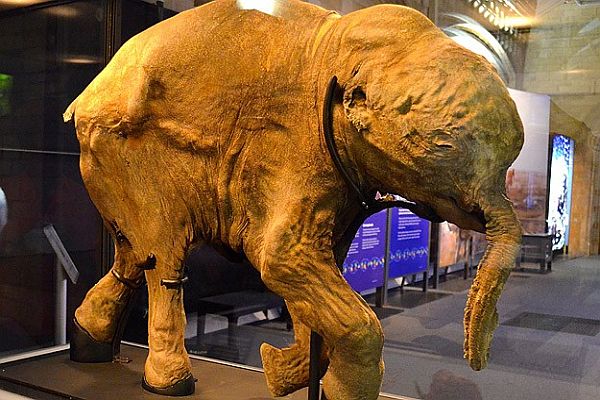 42 bin yıllık mamut yavrusu Londra&#039;da sergileniyor