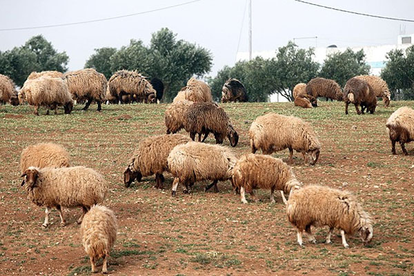 Mavi dil hastalığı nedeniyle karantina başlatıldı