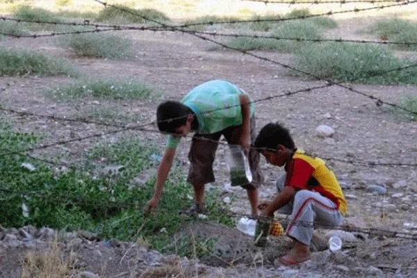 Harçlık için mayınlı arazide kapari tohumu topluyorlar