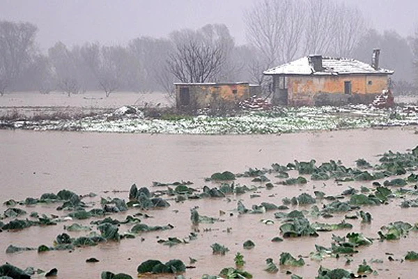 Gediz Nehri taştı binlerce hayvan telef oldu