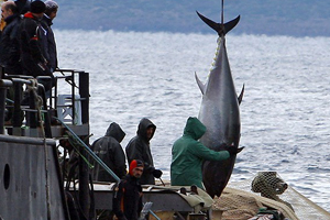 Balıkçının ağına 100&#039;er kilogramlık üç orkinos takıldı