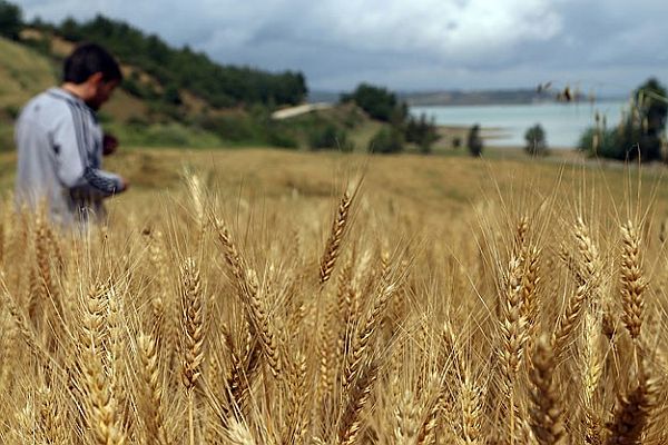 Türkiye tahıl ve sebzede kendine yetiyor