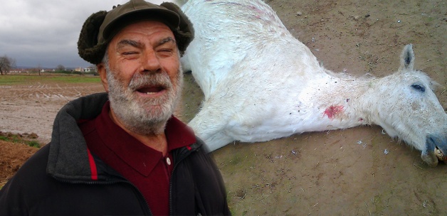 Mehmet Yüksel, tarlasına giren iki atı vurdu