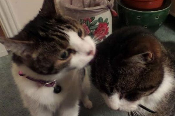 Kayıp kedi Toby, 12 yıl sonra annesine kavuştu