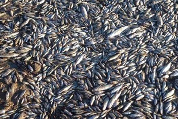 Şanlıurfa&#039;daki gölette binlerce balık öldü