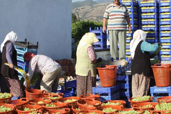 İlk sezon üzüm hasadı başladı