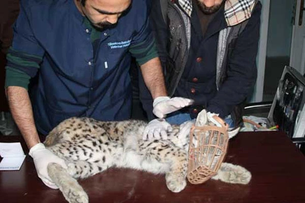 Hakkari Yüksekova'da vaşak bulundu