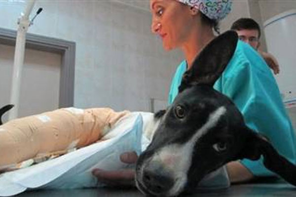 Yaralı köpek hayata ameliyatla tutundu