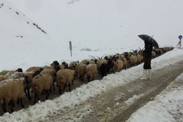 Yaylada mahsur kalan çobanlar kurtarıldı