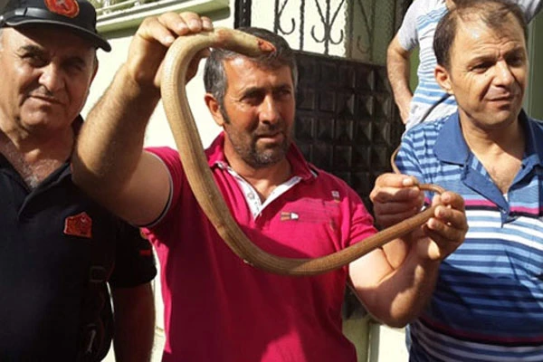 Yılanı önce öldürdüler, sonra hatıra fotoğrafı çektirdiler