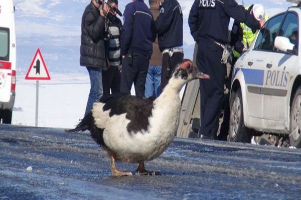 Yolcu otobüsünden etrafa ördek saçıldı