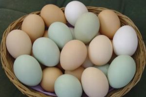 Yumurtanın faydaları nelerdir