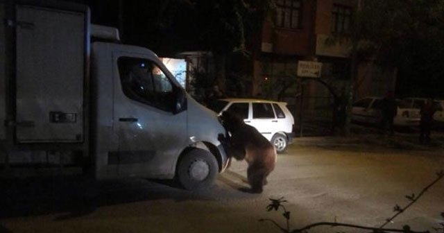 Adana’da &#039;ayı&#039; paniği