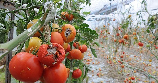 Tarımda en yüksek zarar ödemesi