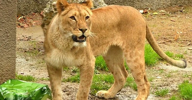 'Aslan Sherlock'a eş aranıyor