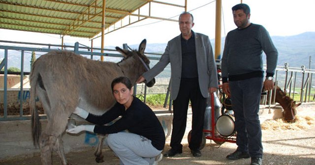 &#039;Eşek sütü&#039; altın değerinde