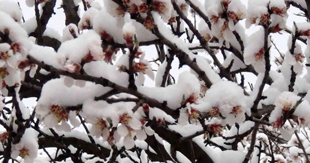 Çiçek açan meyve ağaçları kar altında kaldı