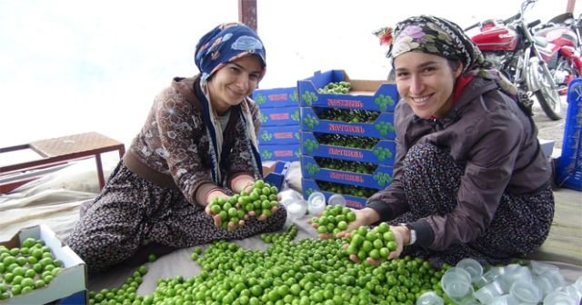 Türkiye&#039;nin ilk erik hasadı yapıldı