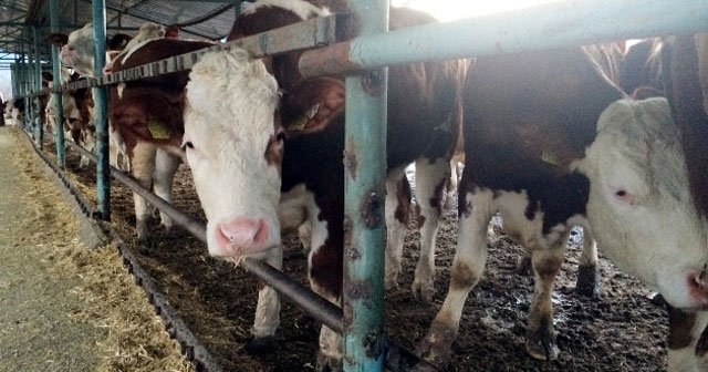 Yerli sığır fiyatları yüzde 10,1 arttı