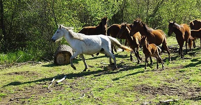 Amazonların mirası yılkı atları için doğal ortam