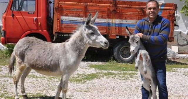 Annesi için çiftlik kurdu