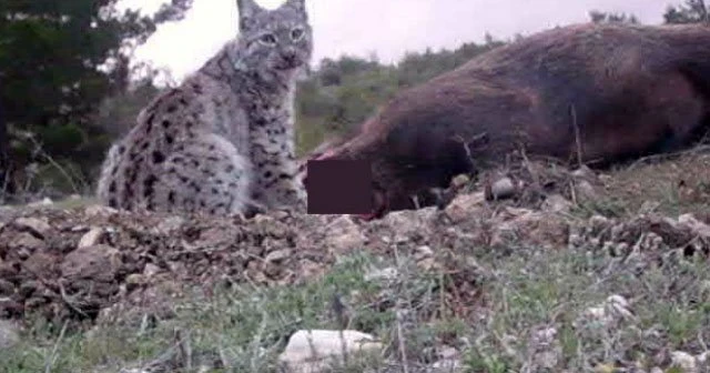 Avrasya vaşağı ilk defa görüntülendi