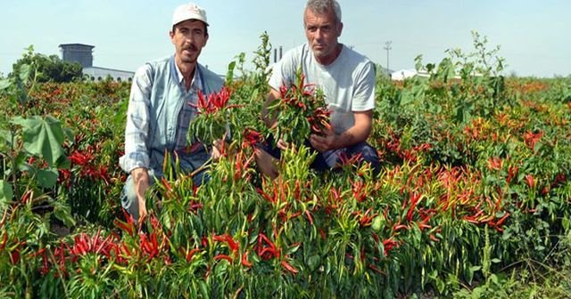 En acı zam, yüzde 87 zamlandı