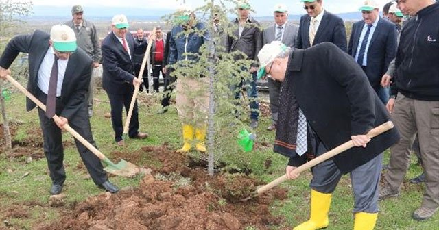 Erdoğan adına hatıra ormanı oluşturuldu