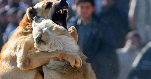 Facebook'ta köpek dövüşü fotoğrafı paylaştı, cezayı yedi