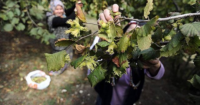 Fındık bahçelerinde &#039;virüs&#039; tehdidi