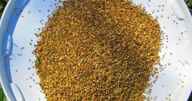 Kaz Dağları'nda 'Kinoa' yetiştiriliyor