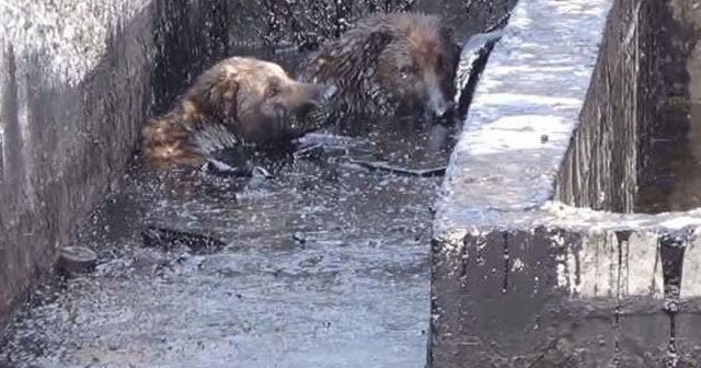 Köylüler, köpekleri için petrol kampına saldırdı