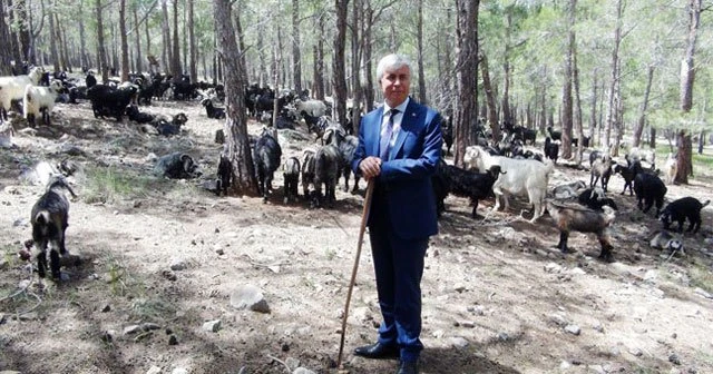 Milletvekili adayı çoban oldu