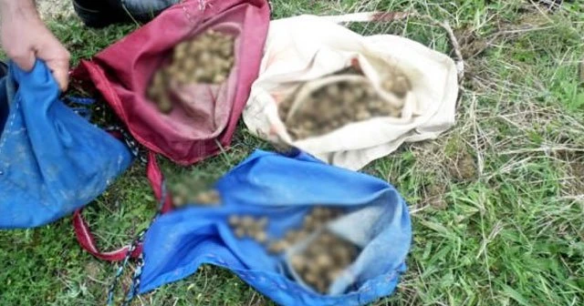 O tohumu topladılar, tam 152 bin TL ceza yediler