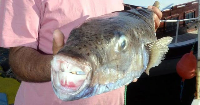 5 kiloluk balon balığı ağa takıldı