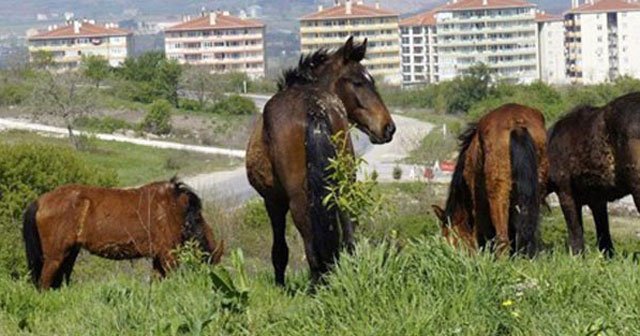 Başıboş atlarla ilgilenecek çobana 5 bin lira maaş